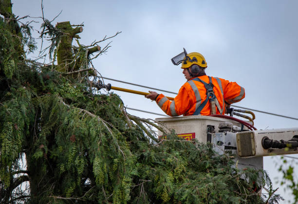 Best Palm Tree Trimming  in Paradise, NV