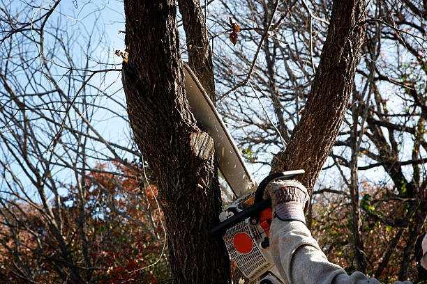 Leaf Removal in Paradise, NV