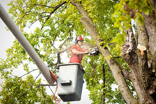 Best Tree Removal  in Paradise, NV