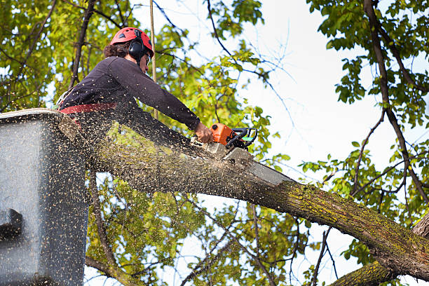 Best Root Management and Removal  in Paradise, NV