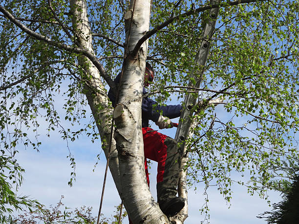 How Our Tree Care Process Works  in  Paradise, NV
