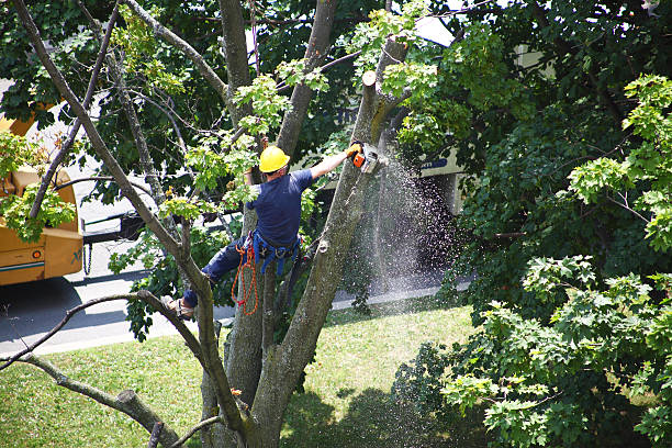 Best Tree Disease Treatment  in Paradise, NV