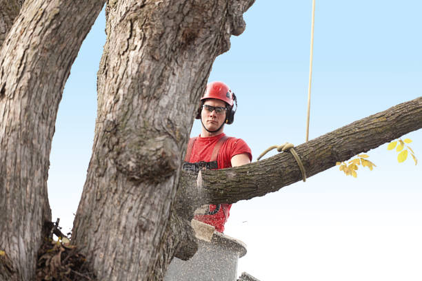 Reliable Paradise, NV Tree Care Solutions