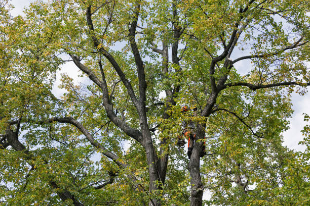 Best Tree Risk Assessment  in Paradise, NV